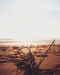 Driftwood on beach against clear sky