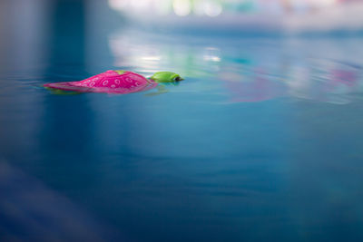 Artificial tortoise in pond