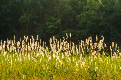 Plants growing on field