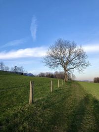 Bare tree on field against sky