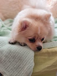 High angle view of dog resting on bed at home