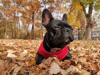 Portrait of a dog on field during autumn