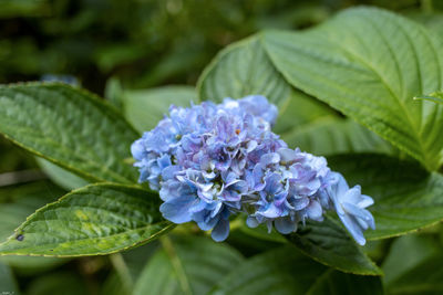 Close-up of purple flowering plant leaves