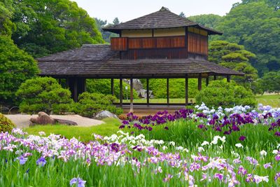 View of purple flowering plants in garden