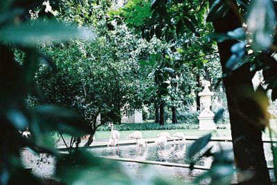 Trees in park