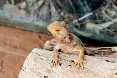 Close-up of lizard