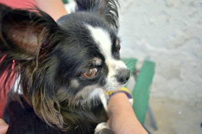 Midsection of person holding small dog