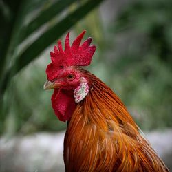 Close-up of rooster