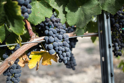 Close-up of grapes growing in vineyard