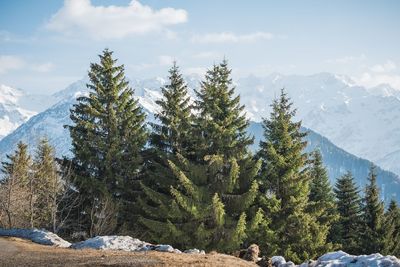 Pine trees on snowcapped mountains against sky