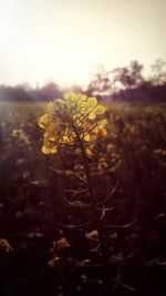 Close-up of yellow flowering plant on field