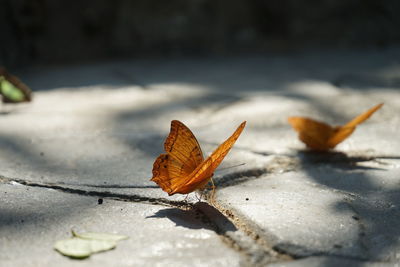 Close-up of dry autumn leaves on footpath