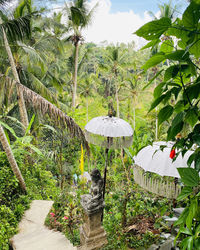 Plants and trees in forest