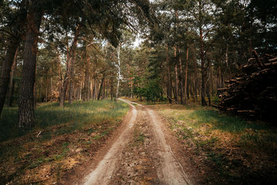 Road amidst trees in forest