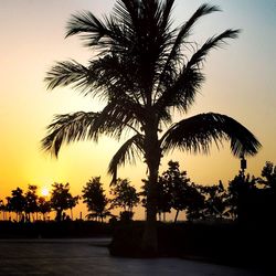 Silhouette palm trees against sky during sunset