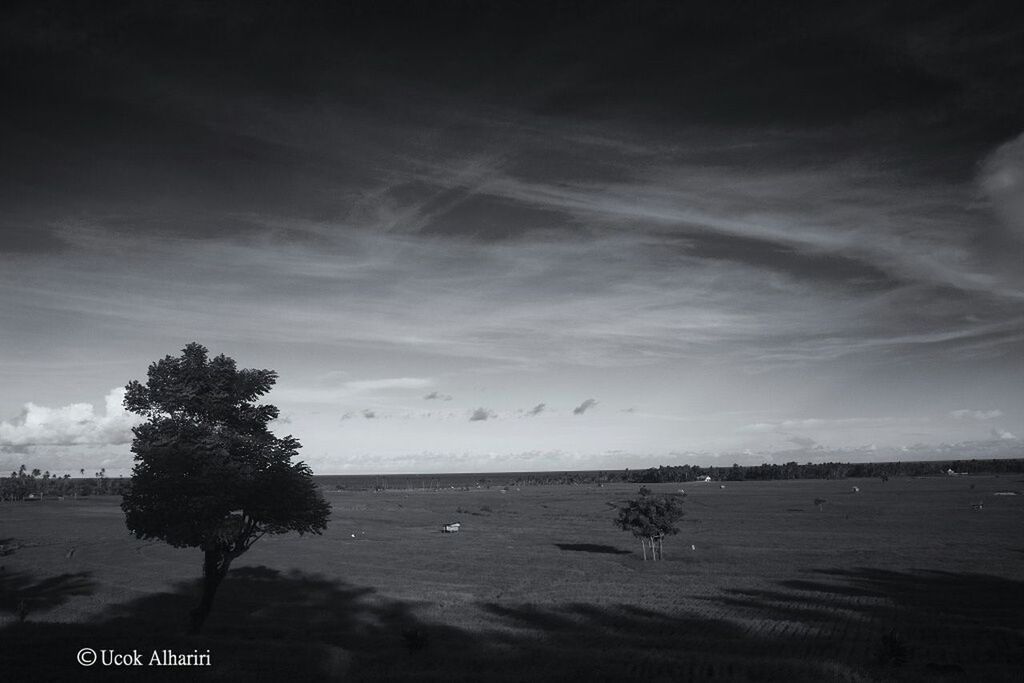 sea, sky, water, beach, tranquil scene, horizon over water, tranquility, scenics, cloud - sky, beauty in nature, shore, nature, tree, cloudy, sand, idyllic, cloud, outdoors, coastline, calm