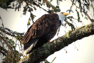 Low angle view of eagle perching on branch