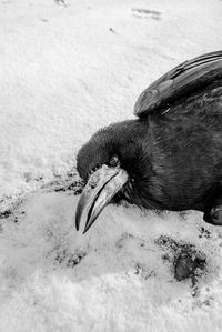 Close-up of bird on sand