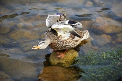 Side view of a duck in shallow water