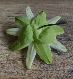 High angle view of green leaves on table