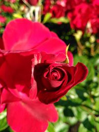 Close-up of red rose blooming outdoors