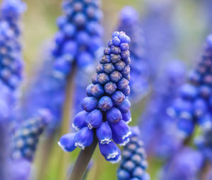 Close-up of purple flowering plant