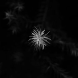 Close-up of flower blooming at night