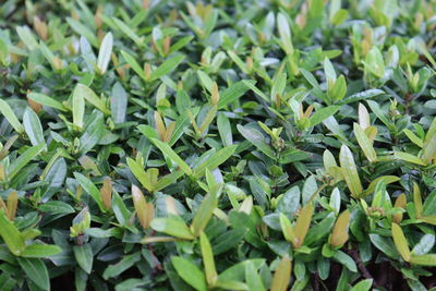 Full frame shot of green leaves