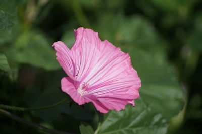 Close-up of pink flower