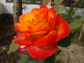 Close-up of orange rose blooming outdoors