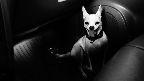 Portrait of dog relaxing on sofa at home