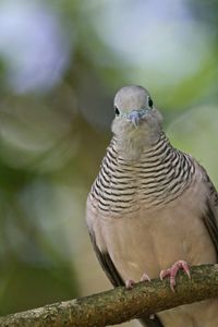 Close-up of bird perching on branch