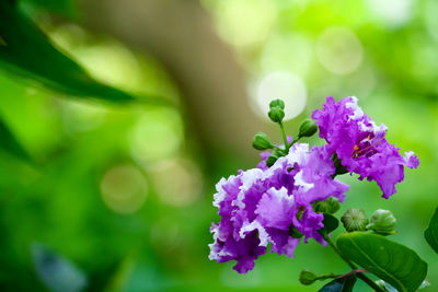 Close-up of purple flowering plant