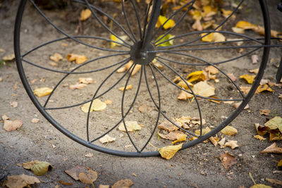 High angle view of autumn leaves on street