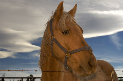 Close-up of horse against cloudy sky