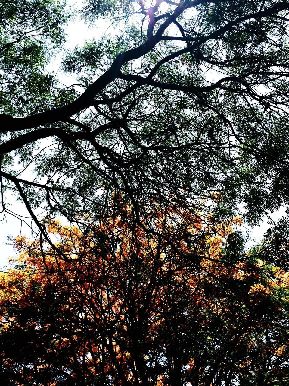 LOW ANGLE VIEW OF TREES DURING AUTUMN