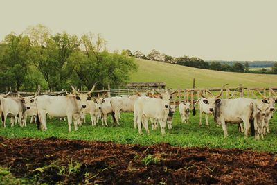 Sheep grazing on grassy field