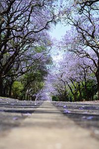 Close-up of flower trees against sky