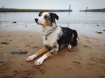 Dog sitting on sand at beach