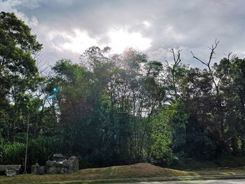 Trees growing in forest against sky