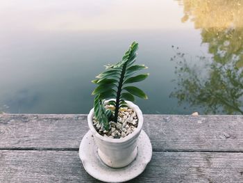 Close-up of potted plant on table