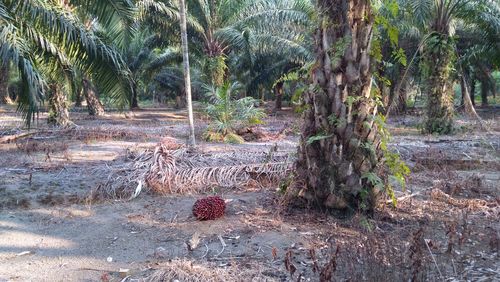 View of palm trees in forest