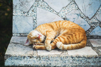 High angle view of a cat sleeping