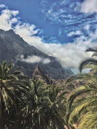 Panoramic view of palm trees on landscape against sky