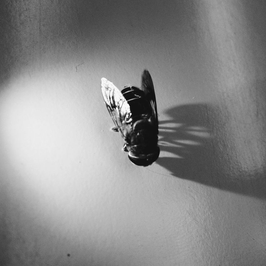 copy space, indoors, close-up, studio shot, single object, still life, insect, no people, low angle view, day, selective focus, vignette, high angle view, one animal, wall - building feature, black color, sunlight, shadow, two objects