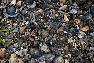 High angle view of seashells