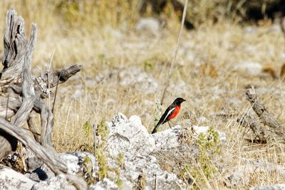 Crimson-breasted shrike amongst rocks and dead wood