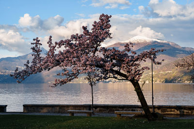 Cherry tree by lake against sky