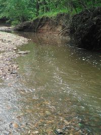 Scenic view of river flowing in forest