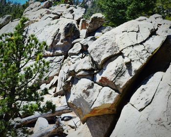 Trees on rocks